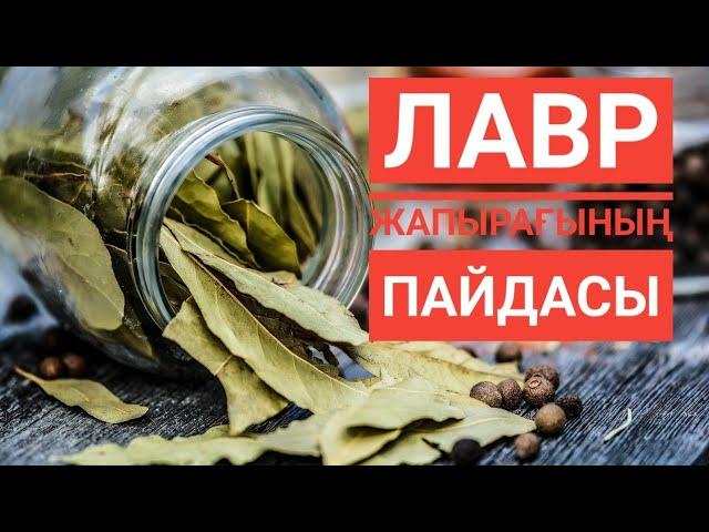 Қарапайым ЛАВР жапырағының адам денсаулығына пайдасы /қазақша емдер/лавр жапырағы