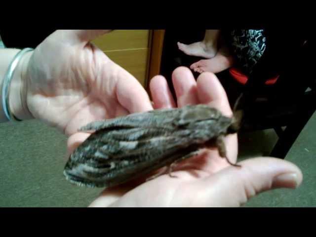 Giant Moth