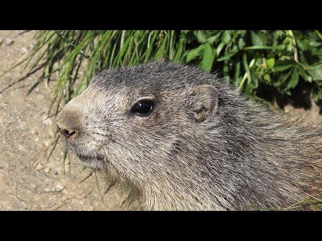 Marmotte a Sauze d'oulx   [4K]