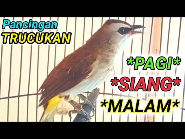 TERCEPAT pancingan dan masteran burung trucukan AMPUH pagi siang dan malam hari