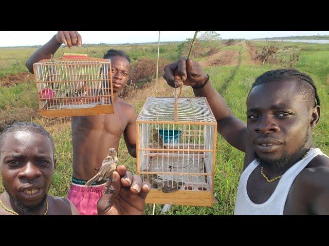 Catching Fire Red Birds  Catching  Bird In Guyana (Beze Hunting)