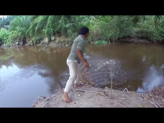 Menjala Ikan Dapat Bonus Udang Galah Besar