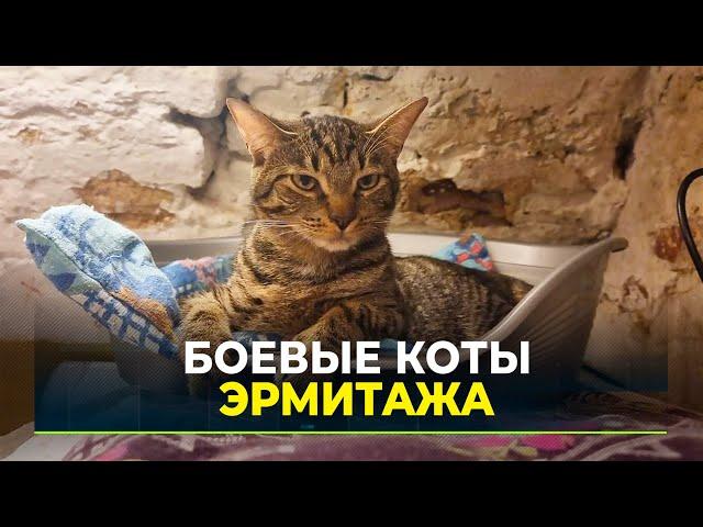 Главный музей Петербурга охраняют коты