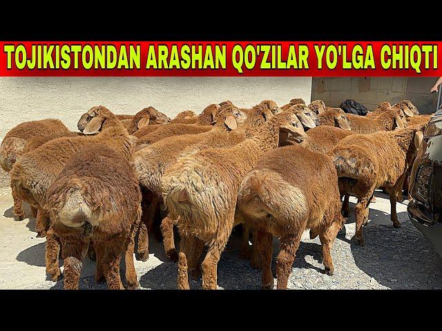 ️33-733-43-43 ARASHAN TOJIKISTON QO'ZILARI YO'LGA CHIQTI 100 BOSH