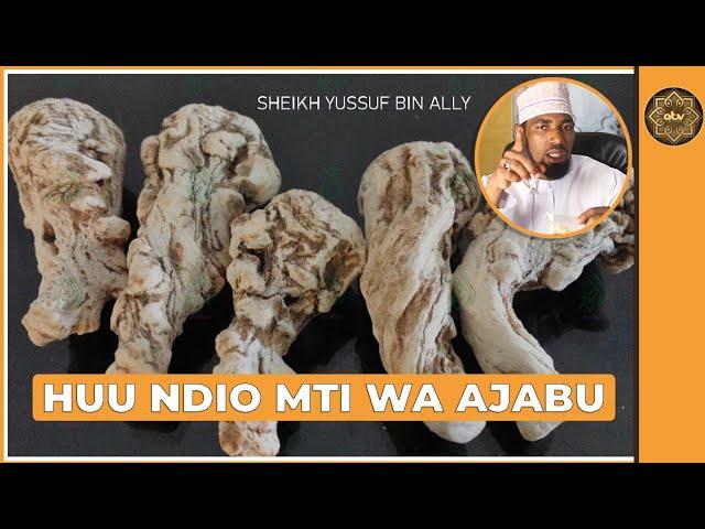 HUU NDIO MTI WA AJABU (MIRACLE MEDICINE).... SHEIKH YUSSUF BIN ALLY|   عرق السواحل النباتي