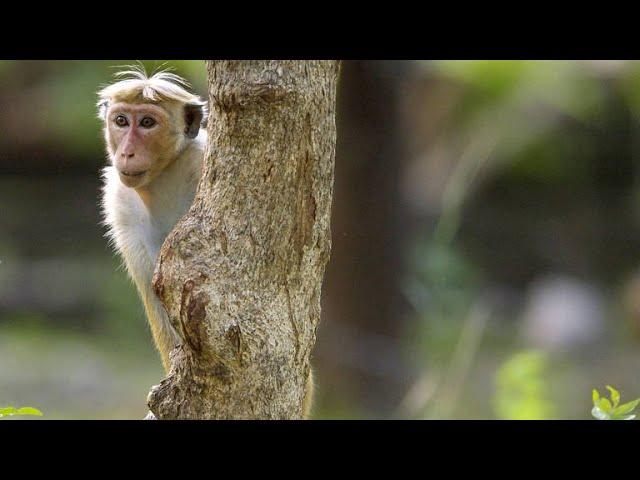 How Hierarchy Decides Everything in Toque Macaque Society