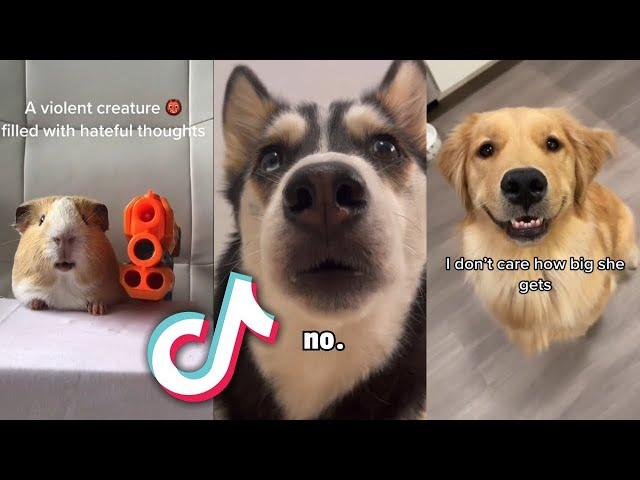 CUTEST Animals from TIKTOK that will MAKE YOUR DAY...