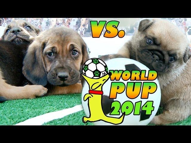 World Pup - Bloodhounds vs. Pug Puppies