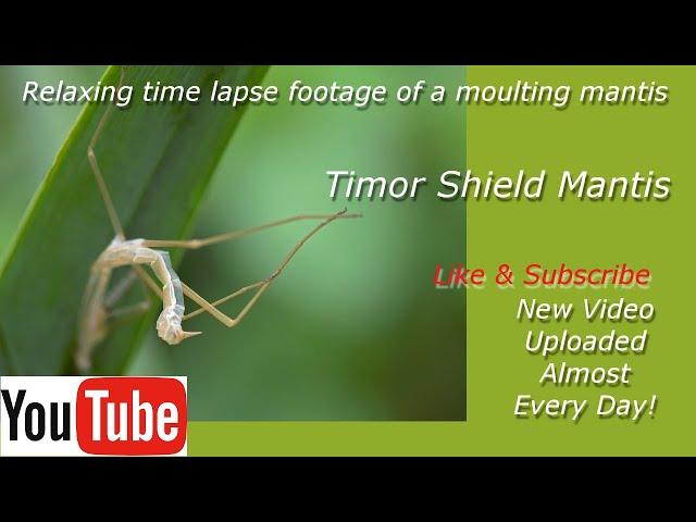 Moulting Mantis | Time lapse (Timor Shield Mantis)