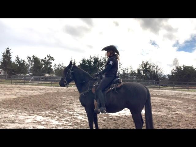 3 Basic Riding Positions To Help Your Gaited Horse Gait