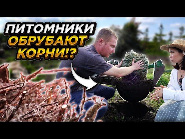 ЧТО ТВОРЯТ ПИТОМНИКИ растений РАДИ СИЛЬНЫХ (и компактных) корней