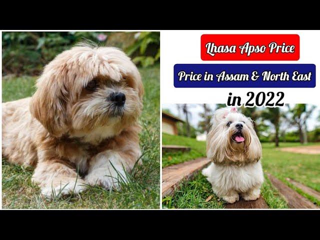 Lhasa Aspo Price in Assam and North East ! Daily dog price update ! Dog price in Assam in 2022