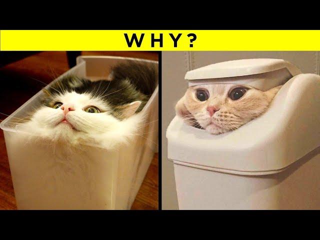 Strangest Cat Behaviours Finally Explained