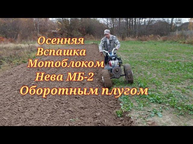 Осенняя вспашка мотоблоком Нева МБ-2 с оборотным плугом.