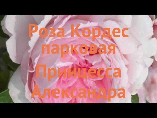 Роза парковая Принцесса Александра Люксембургская  обзор: как сажать, саженцы розы