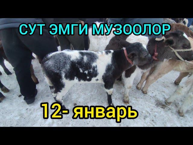 СУТ ЭМГИ МУЗООЛОР СОКУЛУК МАЛ БАЗАРЫ 12- ЯНВАРЬ