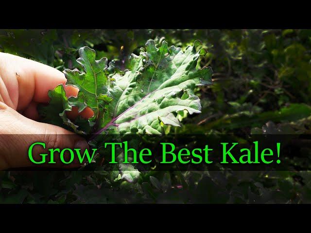 Growing Kale From Seed