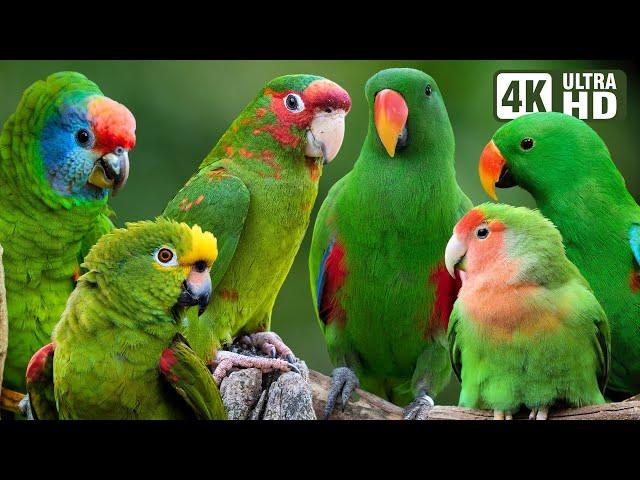 MOST AMAZING GREEN PARROTS | COLORFUL BIRDS | RELAXING SOUNDS | STUNNING NATURE | STRESS RELIEF