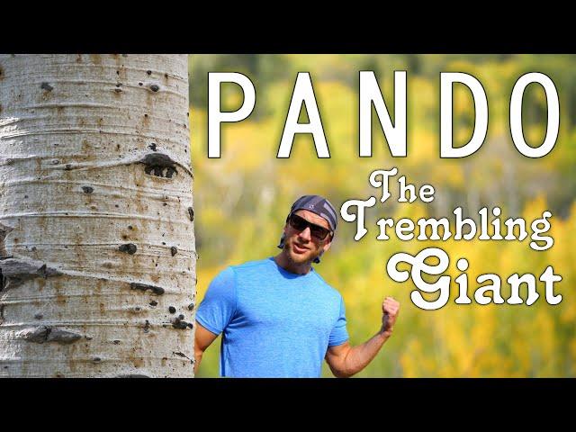 Pando - The World's Largest Living Organism!