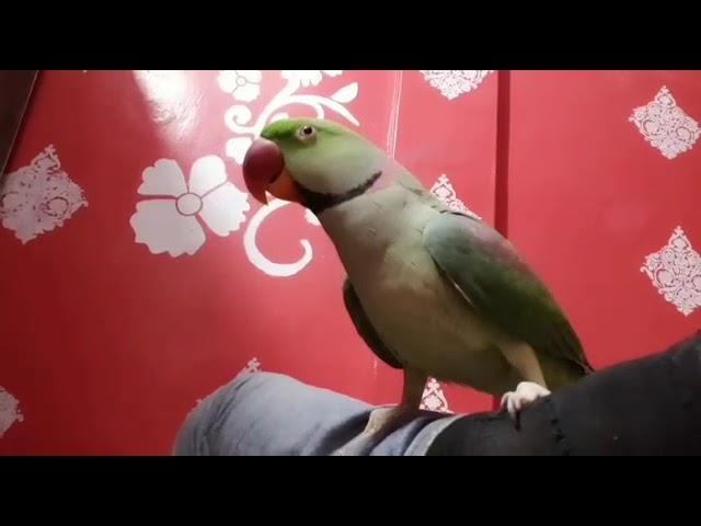 RAW The Best Talking Parrot