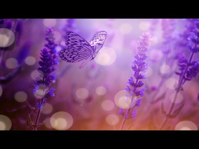 Beautiful Relaxing Calming Music, Cleanse Negative Energy (Calm Positive Energy) Sleep Music 64