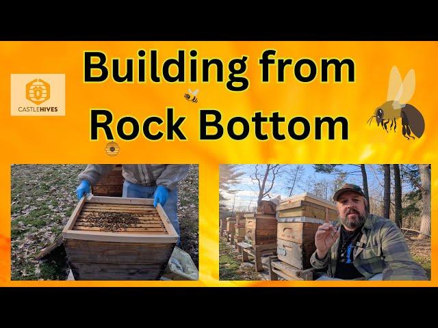 Building up from Rock Bottom in Beekeeping | Colony Collapse Aftermath