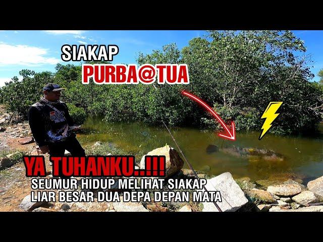 YA TUHANKU..!!! Seumur Hidup Melihat Siakap Liar Besar Dua Depa - Siakap Gorgon@Tua