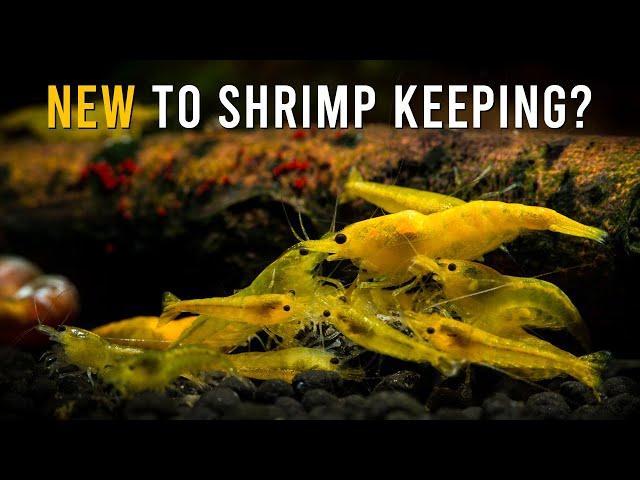 TOP 6 Easy-To-Keep Shrimp Species For Beginners!