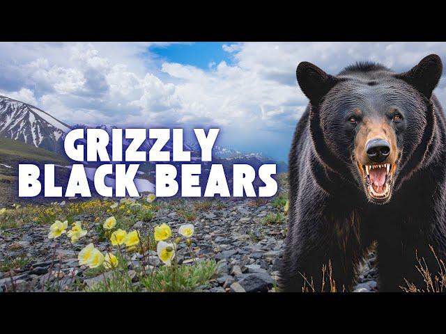 Arctic Black Bears Turbo-Evolving