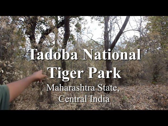 Taboba Tiger Reserve Park.