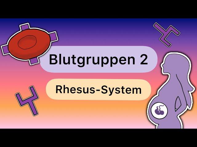 Blutgruppen TEIL 2: Das RHESUS-SYSTEM