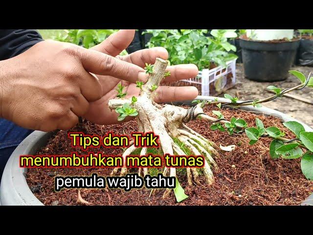 TIPS DAN TRIK MENUMBUHKAN MATA TUNAS TEPAT SASARAN pemula wajib tau