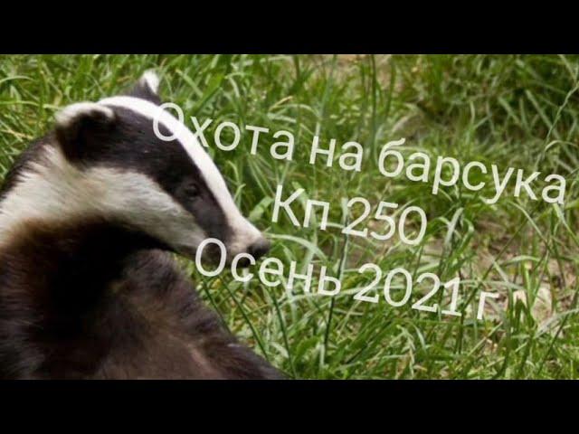 охота на барсука , капканами кп 250 , возле норы и на тропе ,открыл сезон 2021г