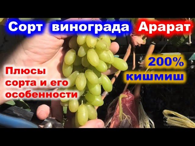 Обзор на виноград КМ Арарат