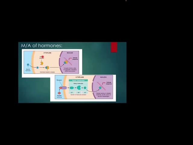 class on Endocrine system #MRCPCH #FOP#TAS