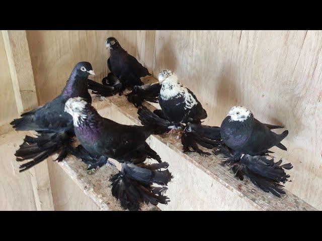 ГОЛУБИ  ТАСМАНЫ ОКТАМА УЗБЕКИСТАН Г ГУЛИСТАН  PIGEONS