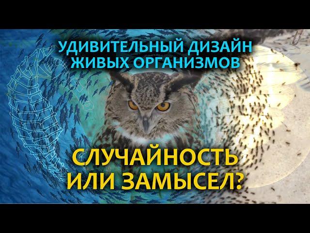 Случайность или Замысел? Удивительный дизайн живых организмов! | 4K / 50 fps