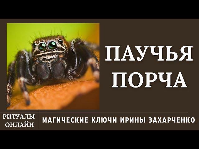 Паучья порча. Снимаем паучью порчу и ставим защиту.