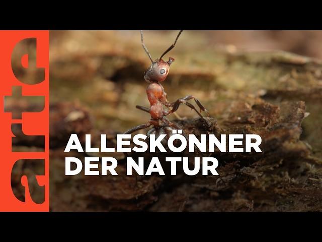 Ameisen - Fabelhafte Insekten | Doku HD | ARTE