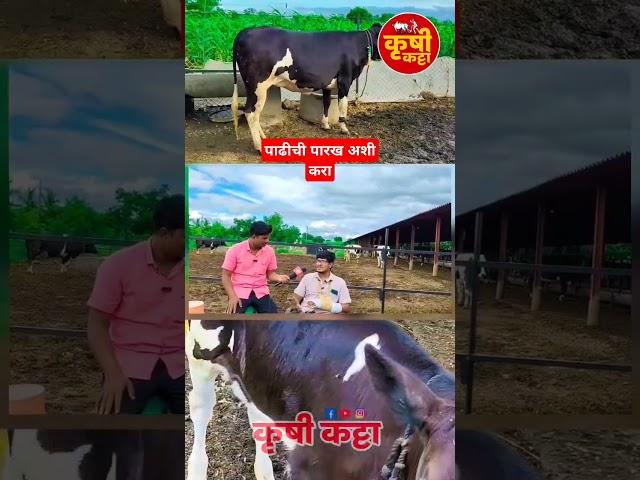 कालवड खरेदी करताना हे नक्की बघा मुलाखत  #dairy_farm #hf_cow #sangola_bazar