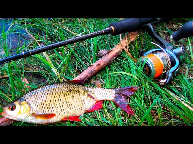 Catching rudd on a spinning rod | Catching white fish with a spinning rod on the river