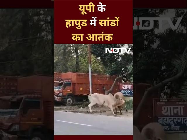 Uttar Pradesh के Hapur में में सांडों का आतंक, सड़को पर लगा लम्बा जाम | Video Viral | Shorts