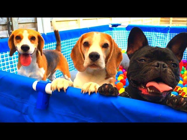 Funny Dogs Surprised with Ball Pit Pool PArtY! Beagles Louie & Marie