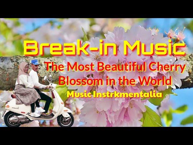 Music. The Most Beautiful Cerry Blossom in the World. Mbahwal Tuowis-Band