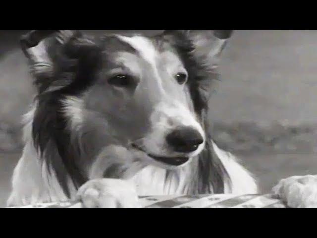 Lassie | Stablemates | Lassie English Full Episodes | Kids Cartoon | Old Cartoon 