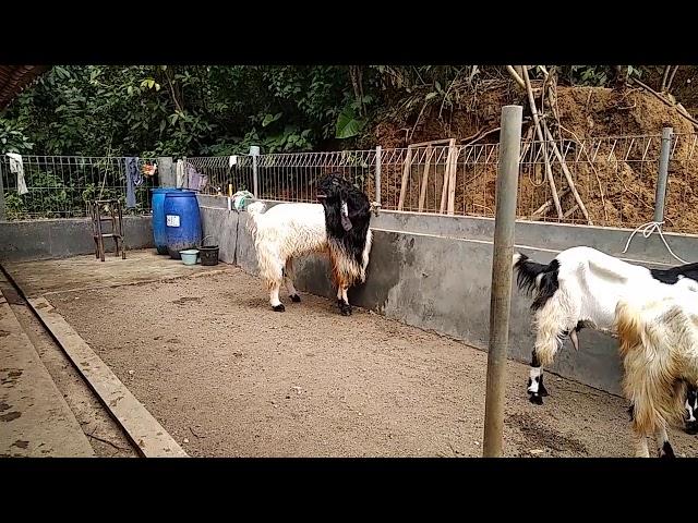 Lamus seto, kambing etawa kontes juara nasional