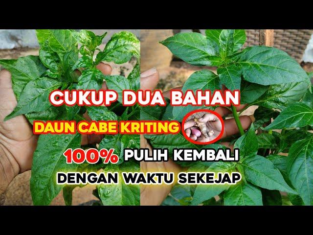 Cara mengobati daun cabe kriting dengan sekejap hasil 100% terbukti