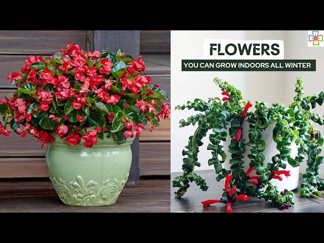 17 Best Flowers You Can Grow Indoors All Winter