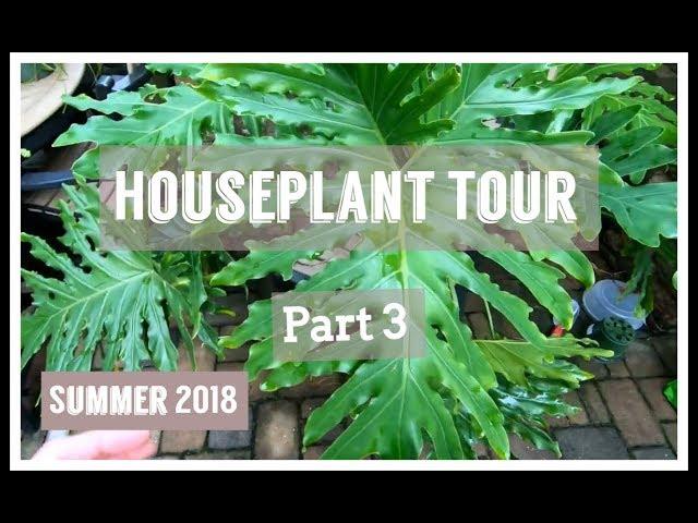 Houseplant Tour 2018, Part 3 || Fern Collection || Selloum Philodendron