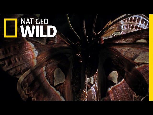 A Marvelous Moth | Wild Thailand